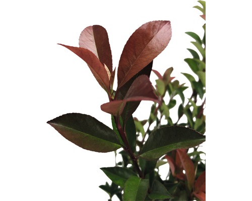 36 x Photinia fraseri 'Robusta Compacta' FloraSelf, H 50-70 cm, Co 5 L, voor ca. 12 m haag