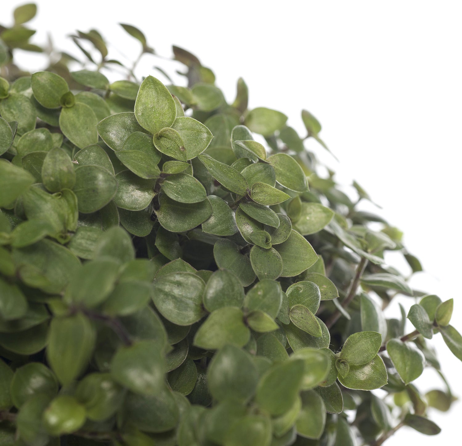 Schildpadplant (Callisia 'Turtle') D 10,5 H 15 cm