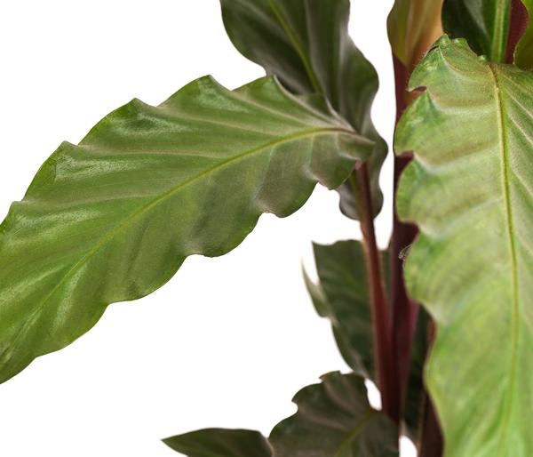 Korbmarante - Calathea rufibarba