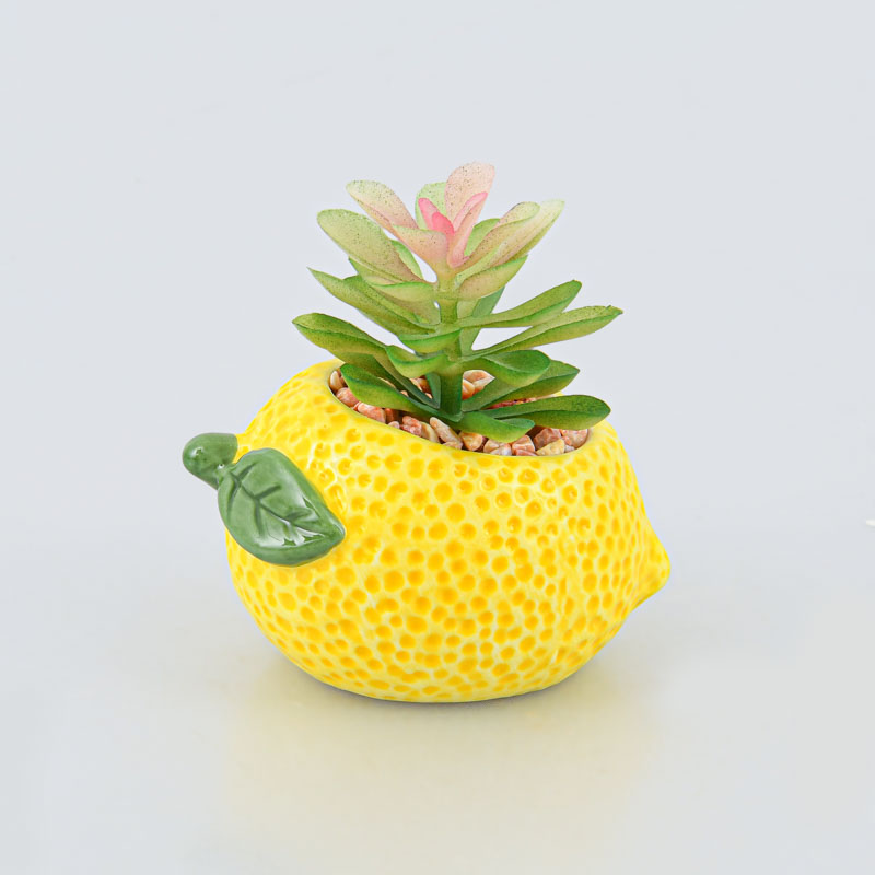 Plante grasse lemon style