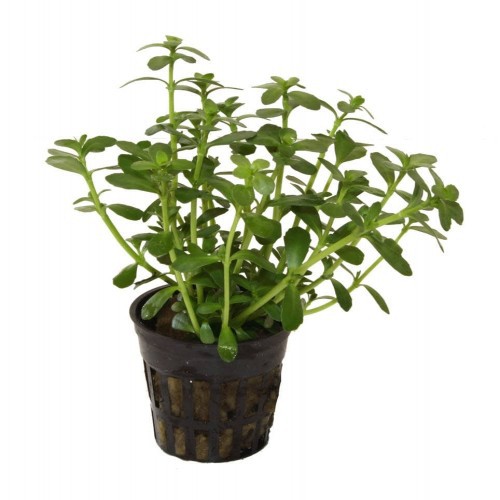 Planta aquática Bacopa Monnieri