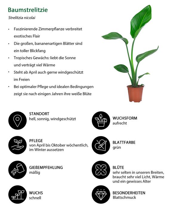Zimmerpflanzen-Set Grüne Blätter, 4-teilig