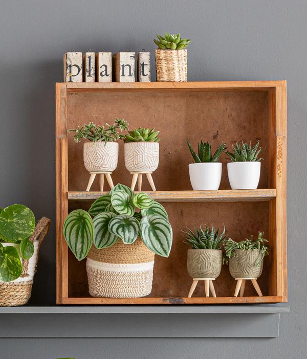 Wassermelonen-Peperomie - Peperomia argyreia