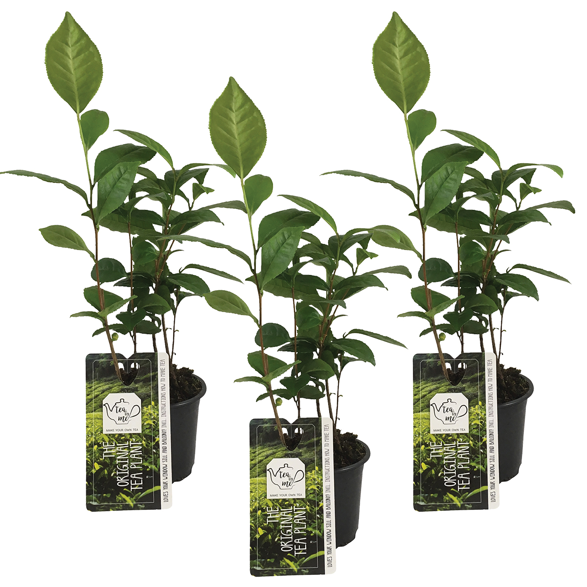 Théier - camélia 'sinensis' lot de 3 - plante d'extérieur et pot de culture ⌀10.5 cm - ↕20 cm
