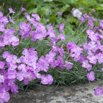 Blumensamen Historische Nelken