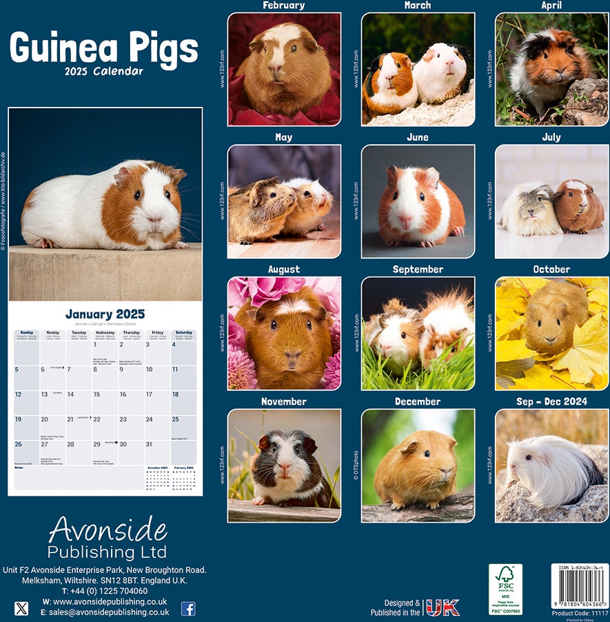Plenty Gifts kalender cavia 30 x 30 x 0,5 cm