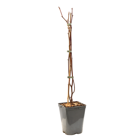 Mure 'Dirksen' bio : pot de 3 litres