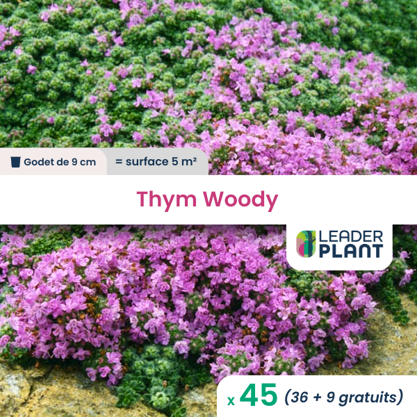 45 x thym laineux rampant woody en godet