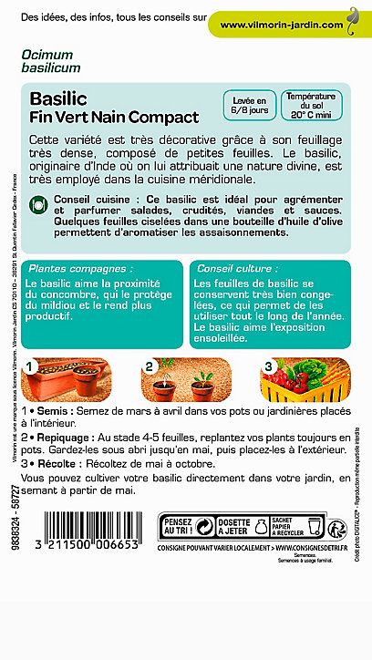 Graines de Basilic Fin Vert Nain Compact