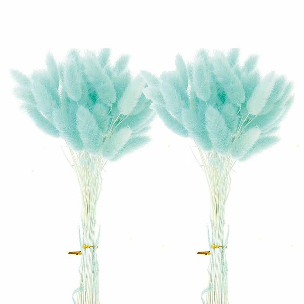 12 tiges de lagurus séchés turquoise - 45 cm