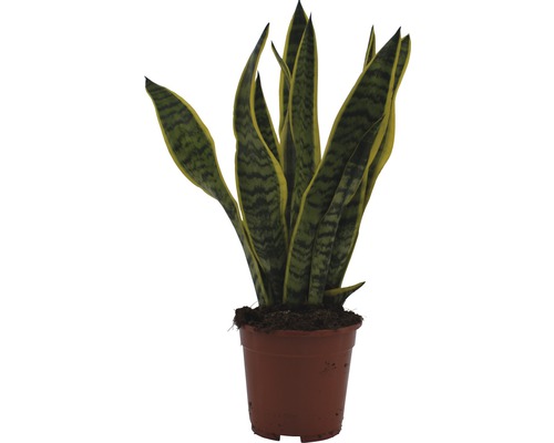 Groene mix Tropical FloraSelf Ø 17 cm pot willekeurige variëteitselectie