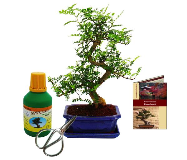 Bonsai Szechuan-Pfeffer - Zanthoxyllum