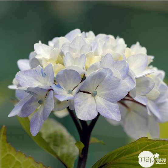Hydrangea nigra, ctr 3 L