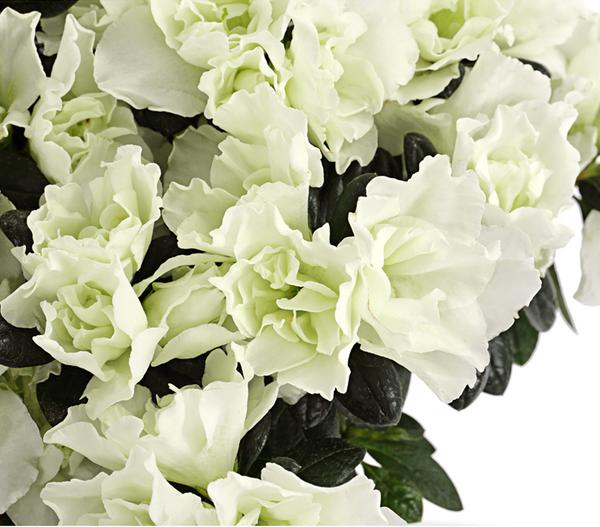 Zimmerazalee - Rhododendron simsii 'Christine