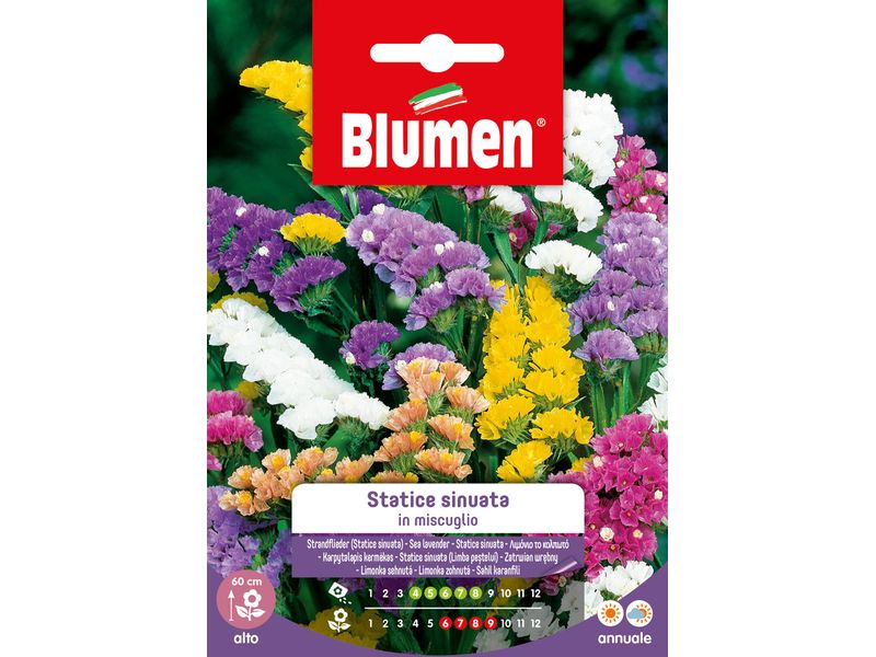 Blumen Saatgut Strandflieder Mix Blumensamen