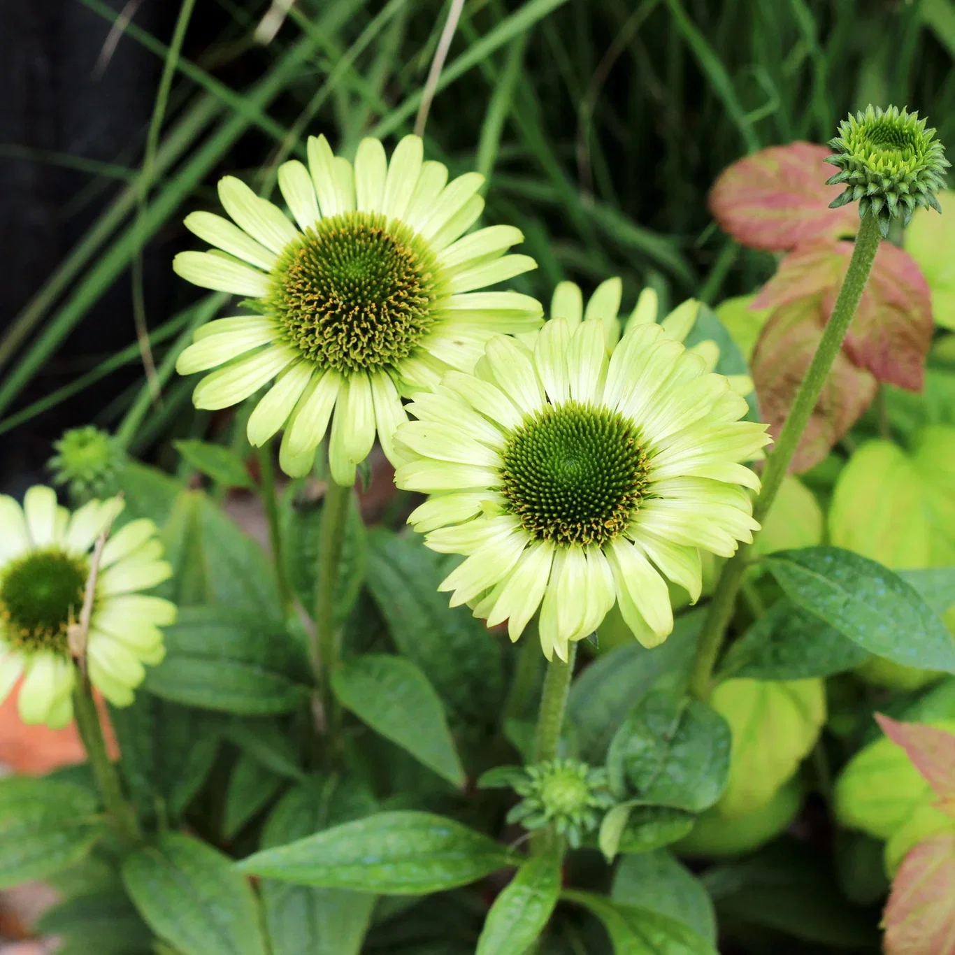 Echinacea 'Green Jewel' Purpursolhatt 'Green Jewel' Ø11 cm