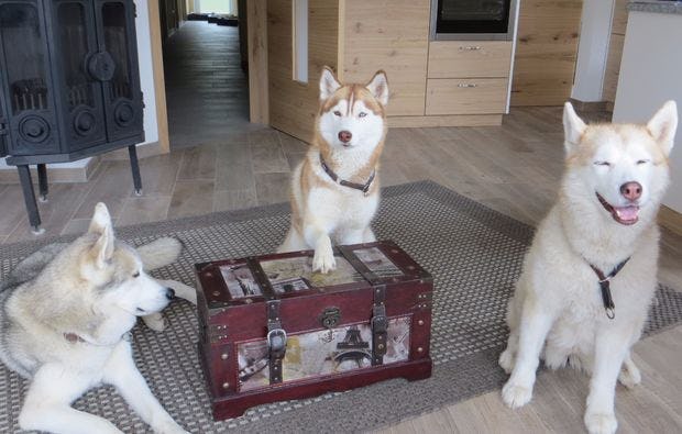 Nordic Walking mit Huskys in Kulz