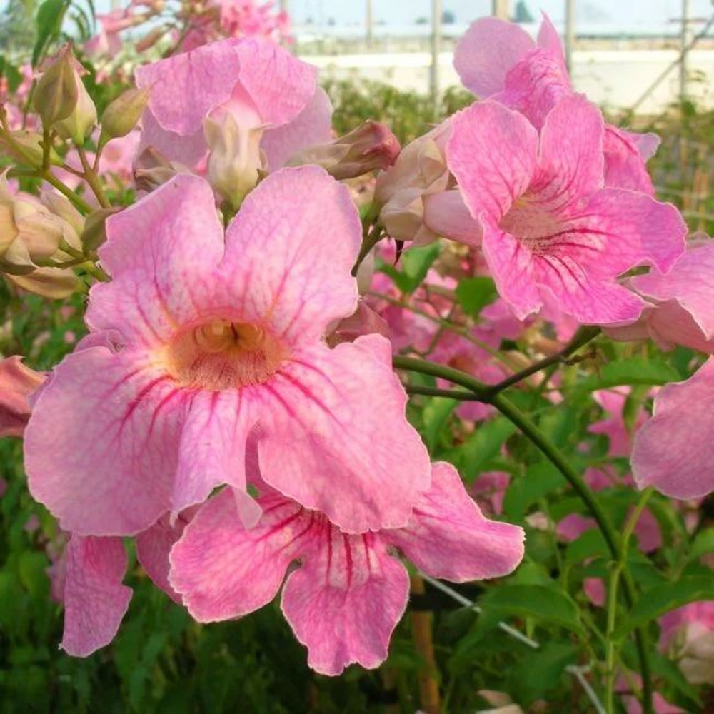 Bignone rose - podreana ricasoliana 3l