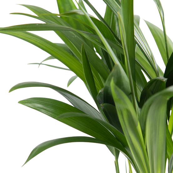 Palmier, Areca Dypsis - pot D.12 cm