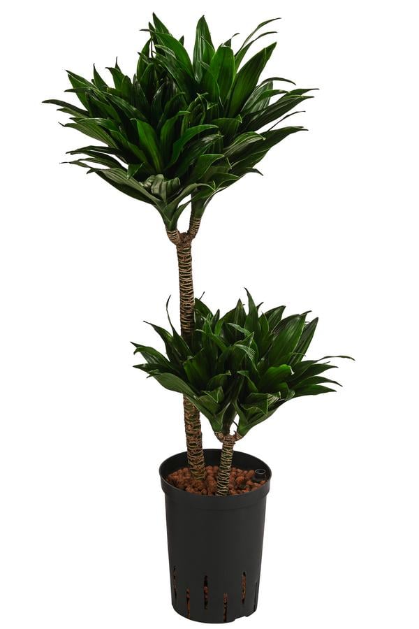 Drachenbaum - Dracaena compacta, Hydrokultur