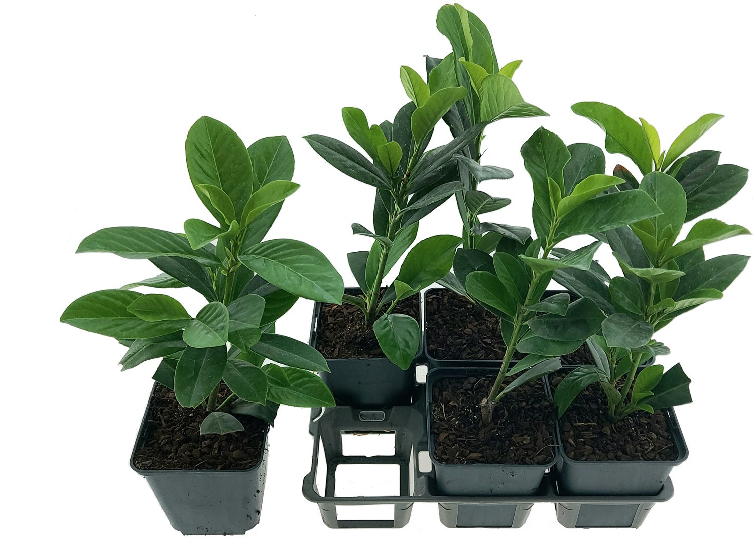 Laurierkers (Prunus laurocerasus) sixpack D 9 H 30 cm