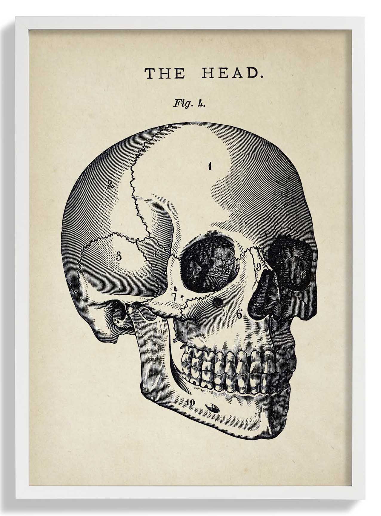 Antiker Totenkopf