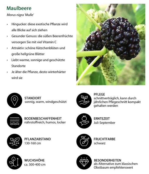 Bio Maulbeer-Feigen-Kiwi-Set Sommerobst,