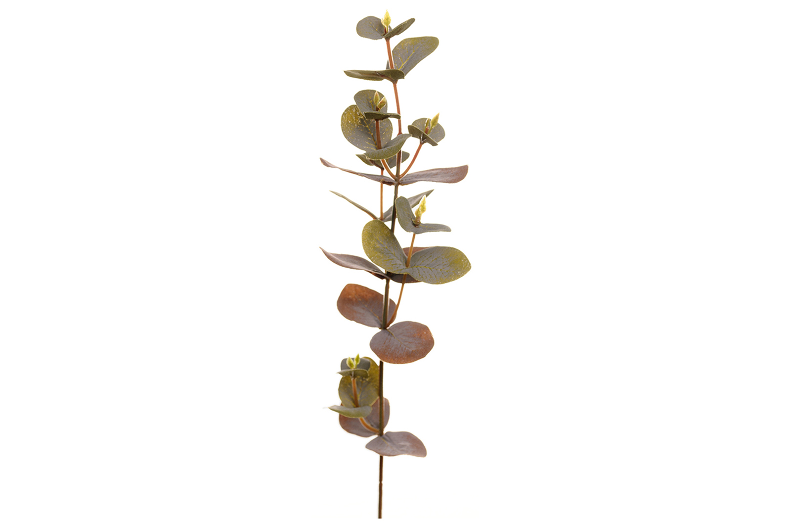 Eucalyptus kvist Grønn. H40 cm
