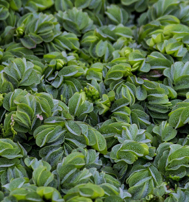 Waterplant Salvinia Auriculata - Drijfplant
