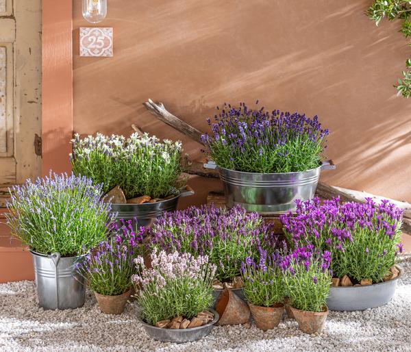 Lavendel