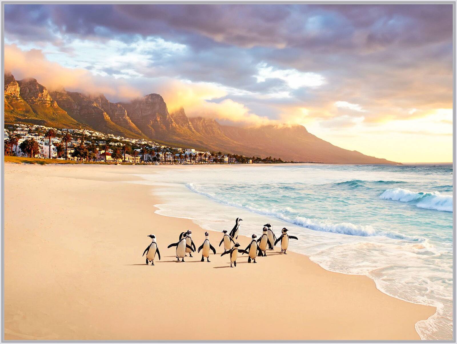 Cape Town Penguins by Robert Jahns - Open Edition.
