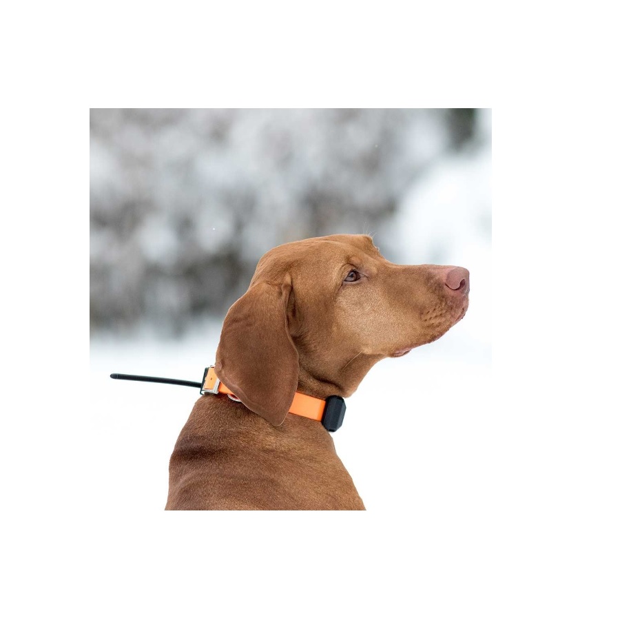 Rastreador GPS Dogtrace X30 para cães, laranja