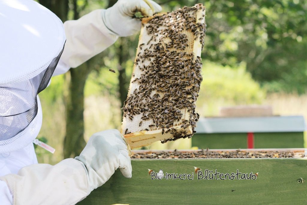 Bio Wiener Blütencremehonig mit Raps von Bio-Imkerei Blütenstaub