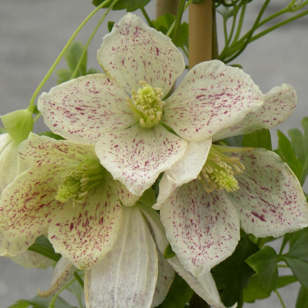 Clématite cireuse cirrhosa winter parasol®/clematis cirrhosa winter parasol®[-]pot de 1,5l - tuteur bambou 30/60 cm