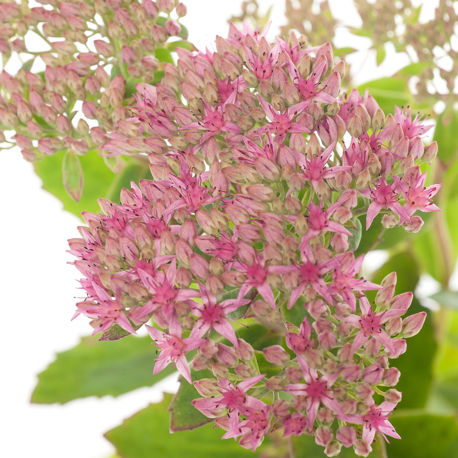 Vetkruid (Sedum 'Carl') D 11 H 10 cm
