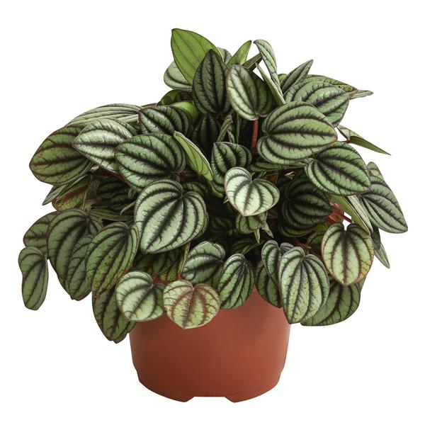 Peperomie - Peperomia albovittata 'Piccolo