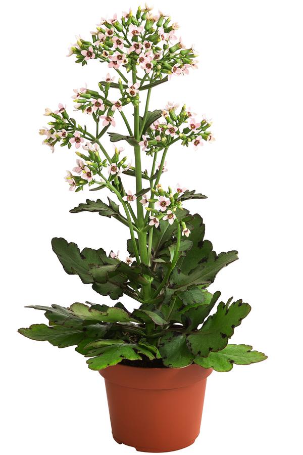 Kalanchoe - Kalanchoe 'Femini'