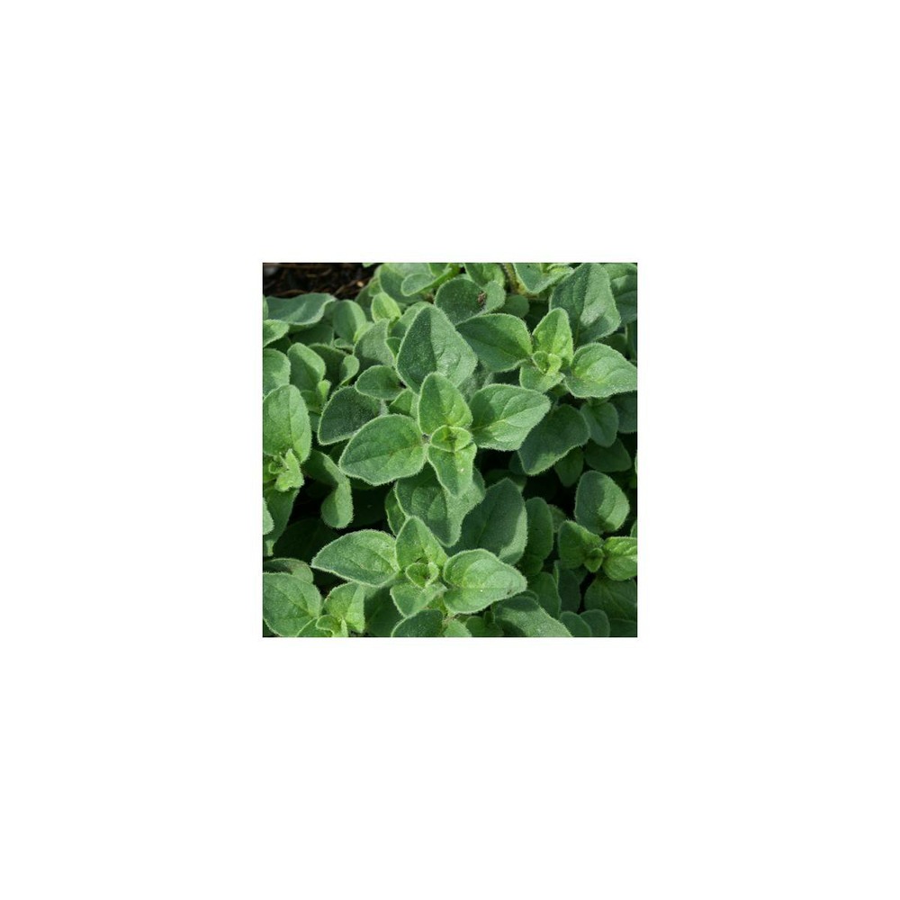 Origan hot and spicy/origanum vulgare hot and spicy[-]godet