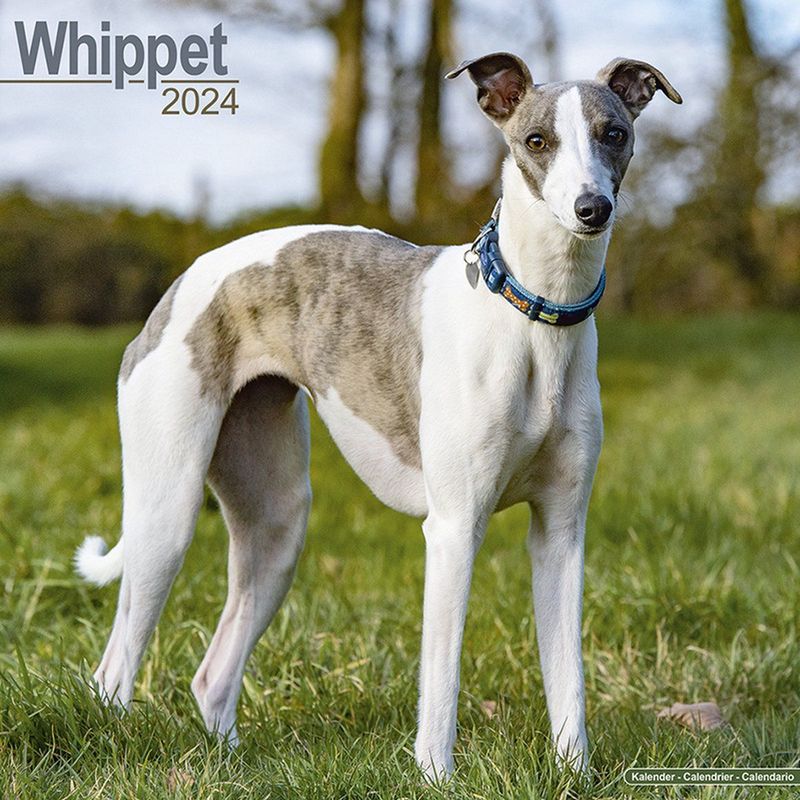 Whippet Calendar 2024 Square Dog Breed Wall Calendar - 16 Month: Original Avonside-Kalender [Mehrsprachig] [Kalender]
