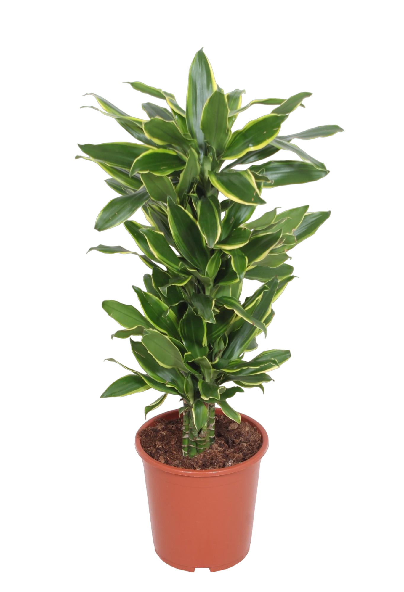 Plante d'intérieur - dracaena 'golden coast' 110.0cm