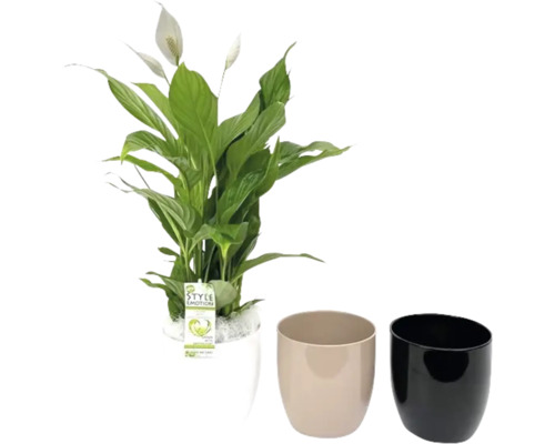 Lepelplant in keramiek FloraSelf Spathiphyllum H ca. 60 cm Ø 16 cm pot, willekeurige soortselectie