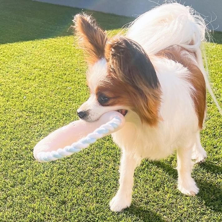SHOBIDO - Chiikawa Touw Speelgoed voor Hond