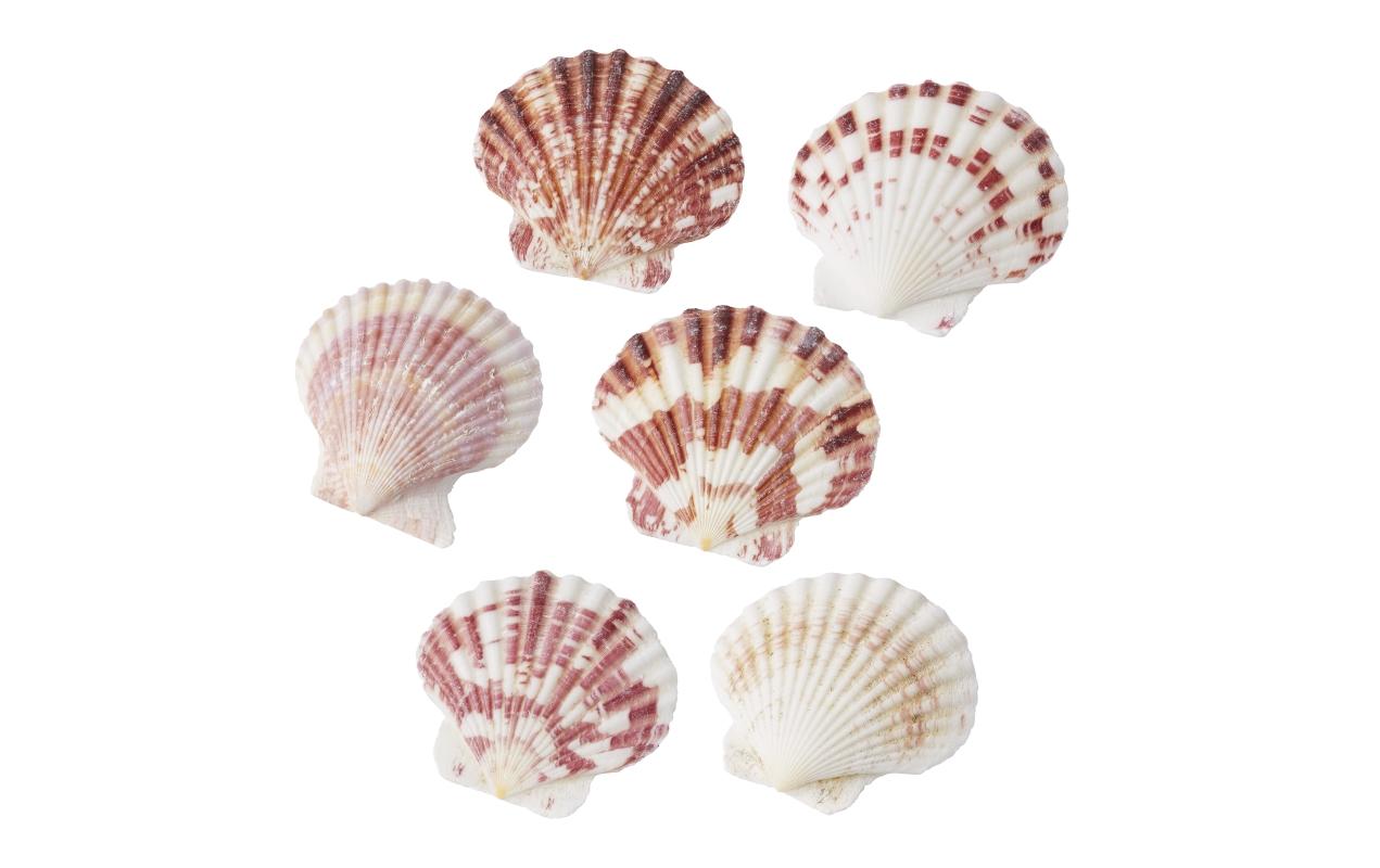 Streudeko Muscheln 2 NaturStreuteile zur Dekoration