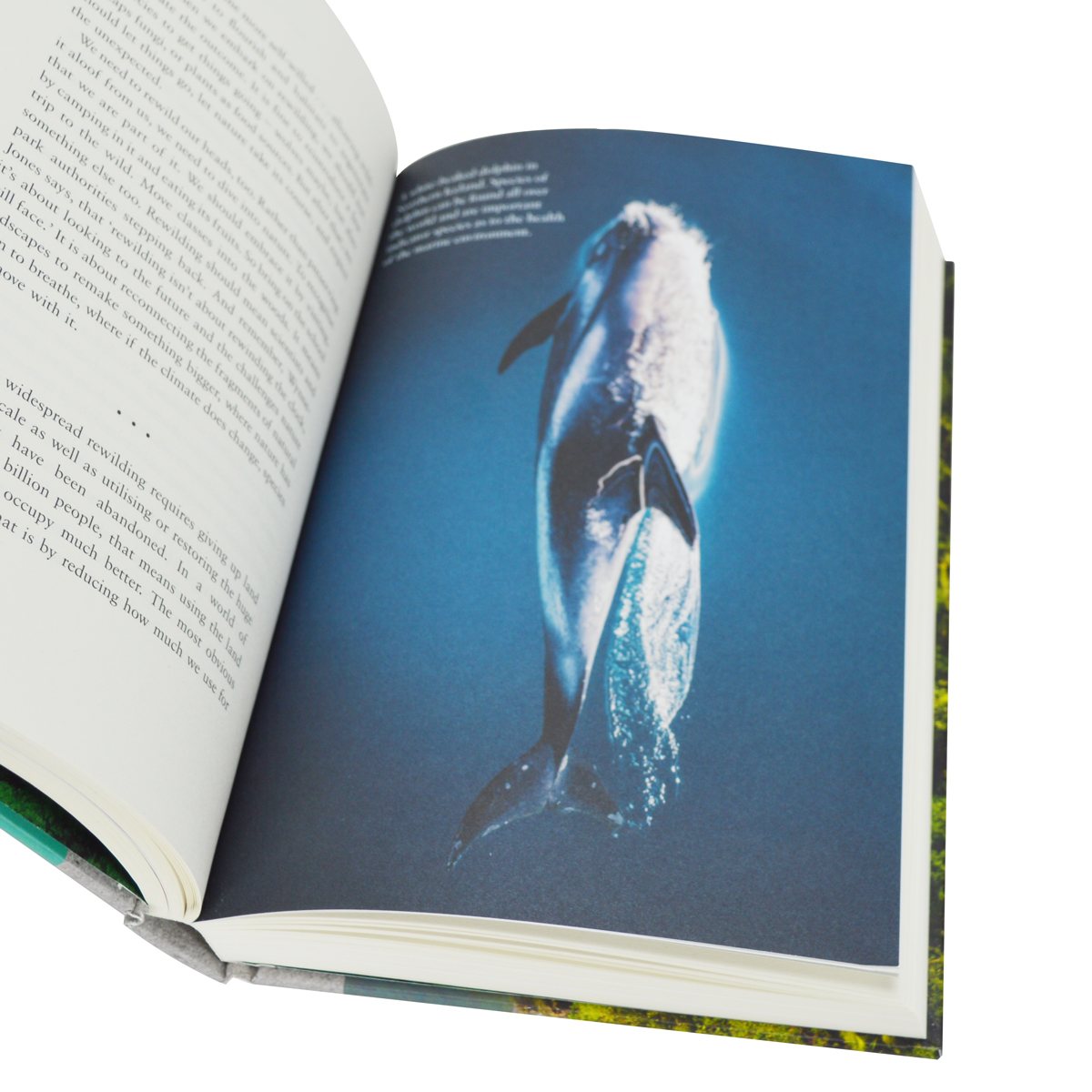Earthshot: How to Save Our Planet (Hardback)