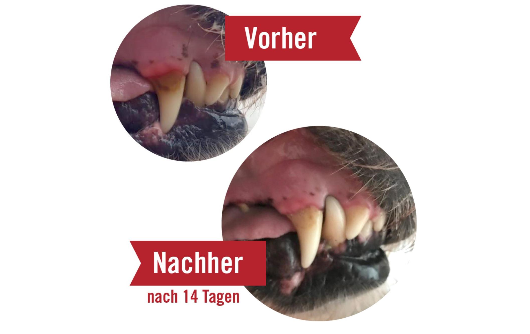 Zahnpflege Dentanol, 100 gZahnpflege für Hunde und Katzen