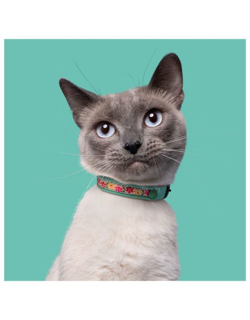 Dwam Kitty Kattenhalsband - Kattenhalsband - 22-27x1 cm Multi-Color