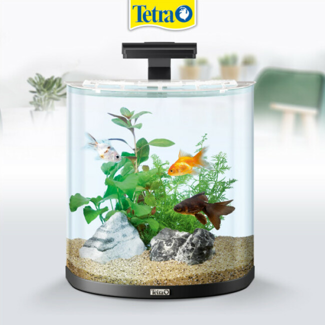 Lave-vitre aimanté Tetra Magnet Cleaner pour aquarium