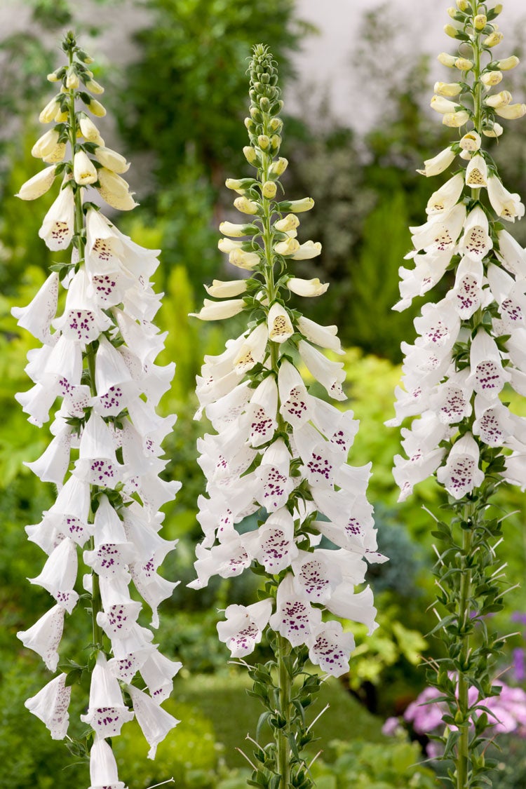 Vingerhoedskruid (Digitalis purpurea 'Dalmatian White') D 11 H 20 cm