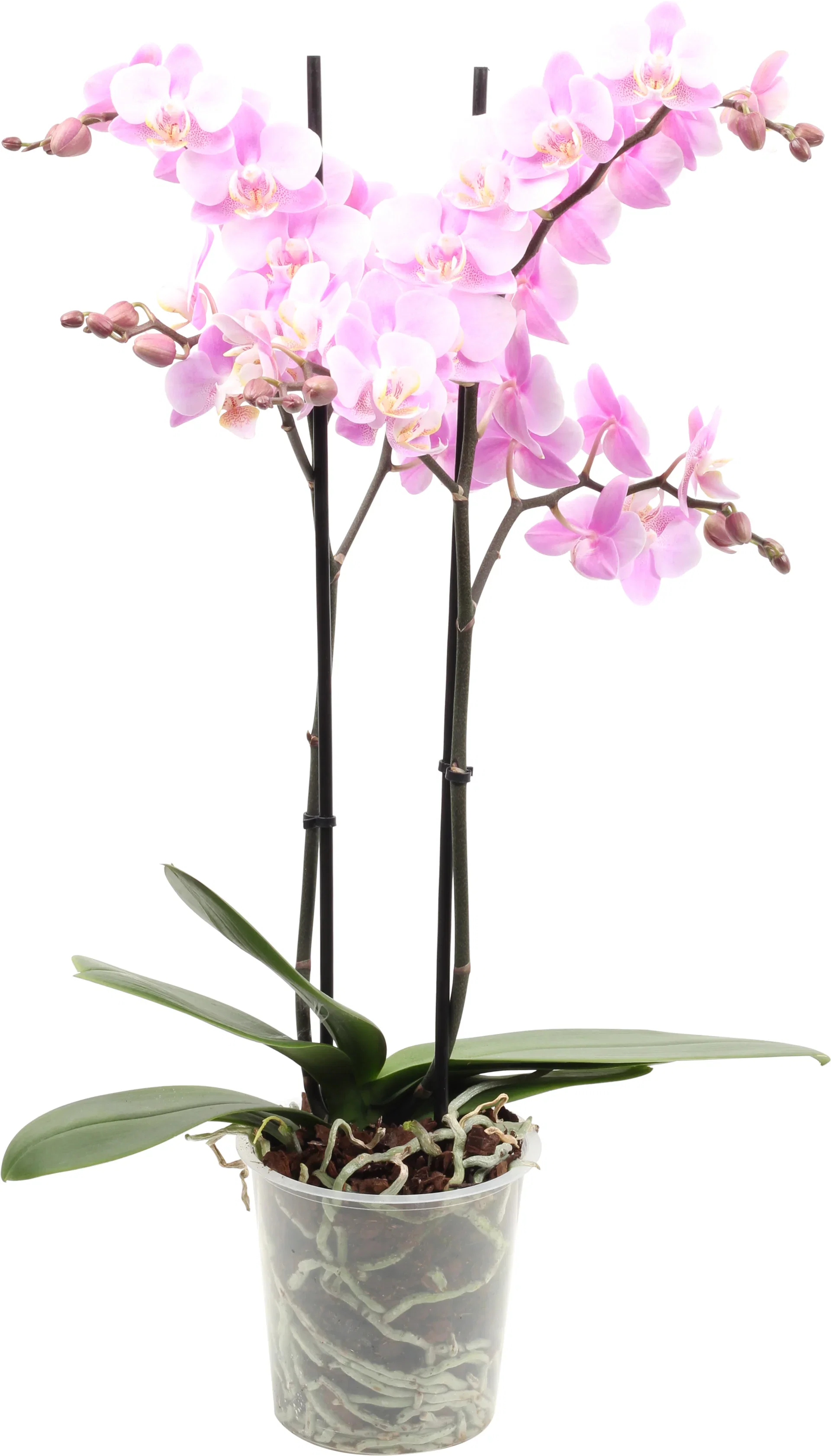 Phalaenopsis hybrid Orkidé Høyde 45 cm
