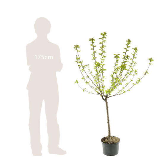 Pommier Reine des Reinettes : gobelet 3 ans d'âge ctr 12 litres